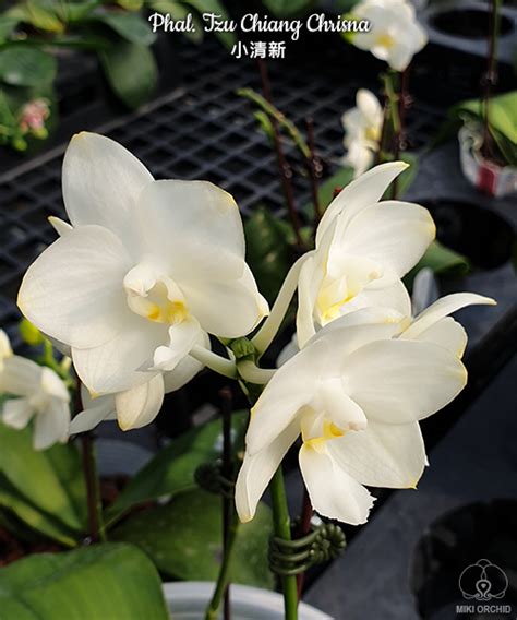 phalaenopsis tzu chiang chrisna 家居節約能源的方法